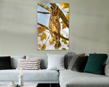 Long-eared owl sitting high up in a tree with yellow leafs by Sjoerd van der Wal Photography