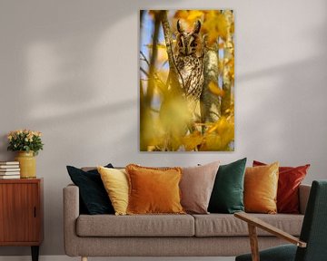 Ransuil die hoog in een boom zit met gele blaadjes van Sjoerd van der Wal Fotografie