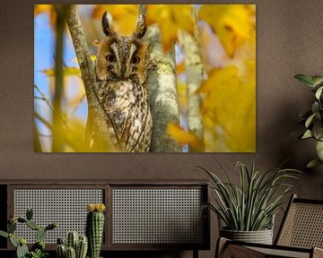 Ransuil die hoog in een boom zit met gele blaadjes van Sjoerd van der Wal Fotografie