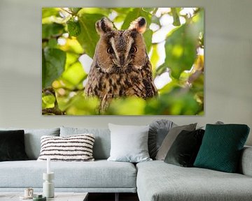 Long-eared owl (Asio otus) sitting high up in an apple tree by Sjoerd van der Wal Photography