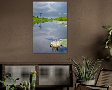 Seerose in einem Kanal im Naturschutzgebiet Weerribben-Wieden von Sjoerd van der Wal Fotografie