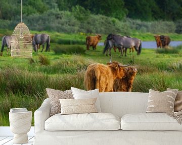 Schotse hooglanders op Lentevreugd van Dirk van Egmond