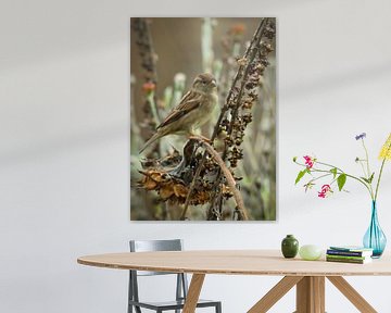 Safarie mus van Sara in t Veld Fotografie