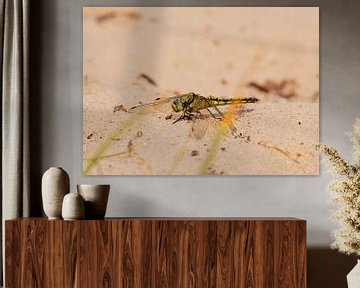 Dragonfly in the sand by Merijn Loch
