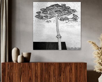 Reuze berenklauw in grafisch zwart-wit van Affect Fotografie