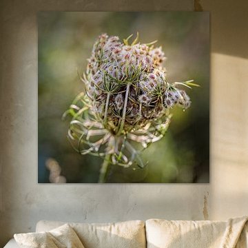 Fluitenkruid van Rob Boon