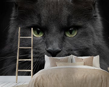 Close-up of a Maine Coon cat by Nikki IJsendoorn