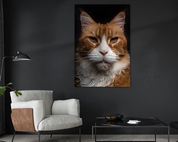 Close-up of a Maine Coon cat by Nikki IJsendoorn