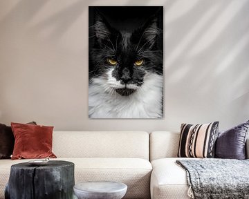 Nahaufnahme einer Maine Coon-Katze von Nikki IJsendoorn
