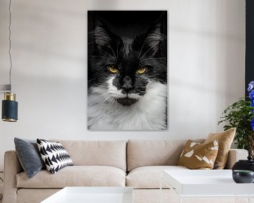 Close-up of a Maine Coon cat by Nikki IJsendoorn