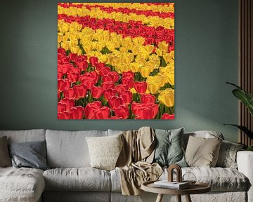 Champs de tulipes en fleurs au printemps, Pays-Bas sur Markus Lange