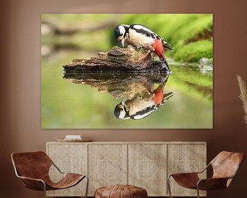 Great Pied Woodpecker