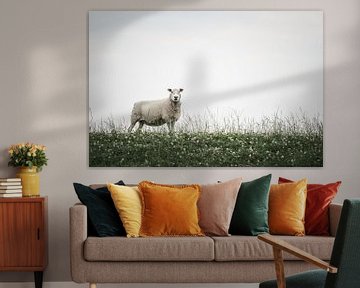 Schafe in Bierum III von Luis Boullosa