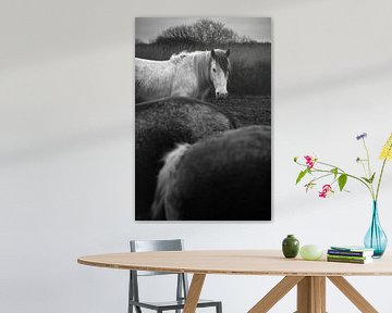 Horses in Schiermonnikoog I by Luis Boullosa
