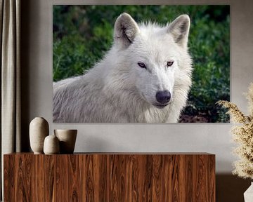 Großaufnahme Weißer Wolf von gea strucks