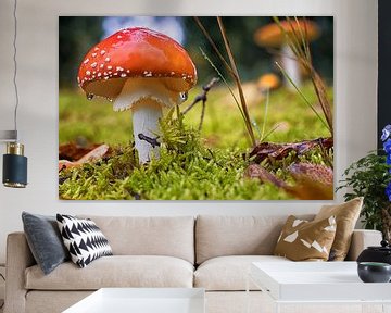 L'agaric moucheté sous la pluie sur Linda Lu