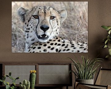 Cheetah Portret van Angelika Stern
