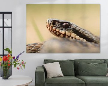 Male adder (Vipera berus) by Frank Heinen