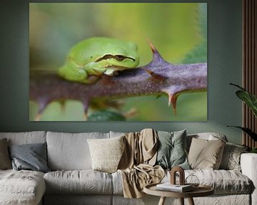 Laubfrosch (Hyla arborea) von Frank Heinen