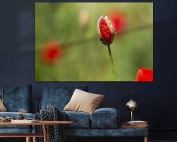 Poppy bud in a flowering poppy field van Karin Luttmer