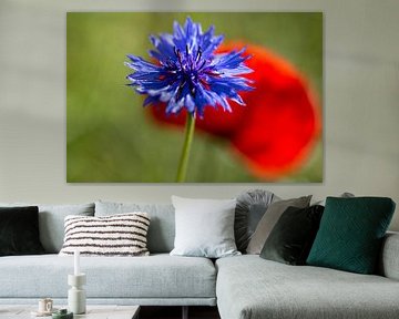 Blauwe korenbloem in rood papaverveld van Karin Luttmer
