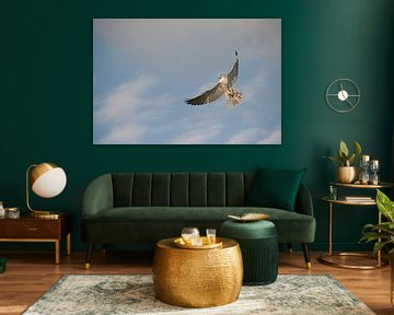 Falcon in flight by Marco de Groot