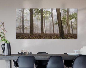 Foggy autumn Beech tree forest landscape by Sjoerd van der Wal Photography