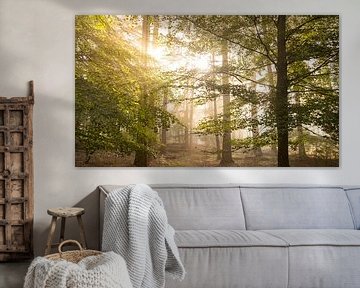 Beukenboslandschap met zonlicht door de bladeren van Sjoerd van der Wal Fotografie