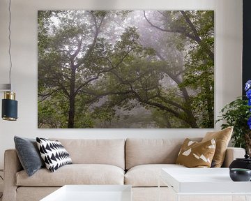 Upwards view in a Beech forest during a foggy autumn morning by Sjoerd van der Wal Photography