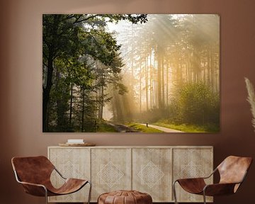 Path through a Beech and Pine tree forest during a foggy autumn morning with sunlight shining throug by Sjoerd van der Wal Photography