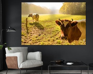 Hollandse lakenvelder koeien in de wei tijdens zonsopkomst in de herfst