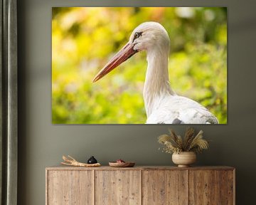 Portrait en gros plan d'un oiseau cigogne blanc sur Sjoerd van der Wal Photographie