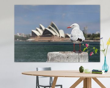 Silver Gull à Sydney sur Dirk Rüter