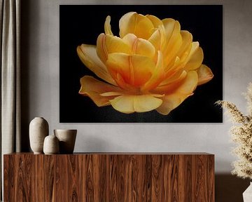 Tulpen Weelde 01
