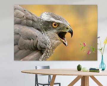 Portrait d'un faucon criard sur Vincent de Jong