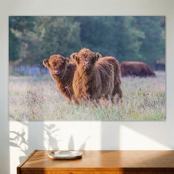 2 Curious Scottish Highlander calves