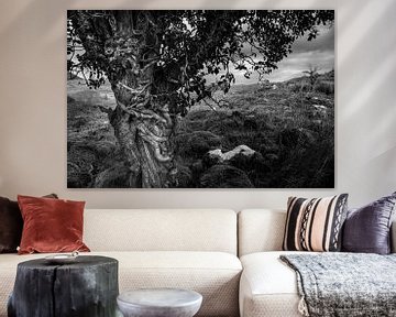 Arbre de conte de fées en Irlande en noir et blanc sur Bo Scheeringa Photography