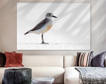 New Zealand Dotterel (Charadrius obscurus)