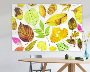 Kleurrijke herfstbladeren op een witte achtergrond van Carola Schellekens