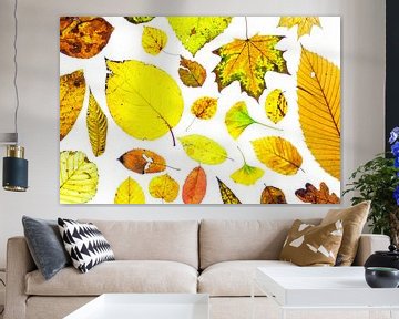 Feuilles d'automne colorées sur fond blanc sur Carola Schellekens