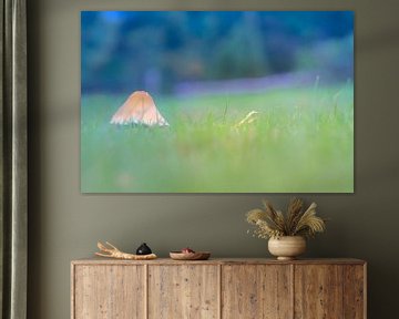 Paddestoel in het hoge gras van Karin van Rooijen Fotografie