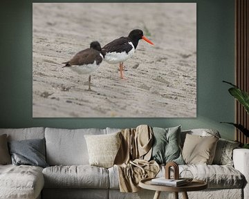 The oystercatcher