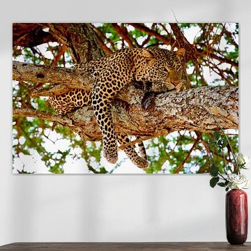 Leopard entspannt sich im Baum im Tarangire-Nationalpark