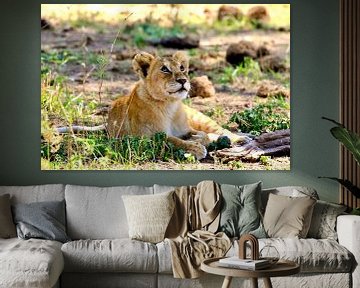 Dromend leeuwenwelp in de Serengeti