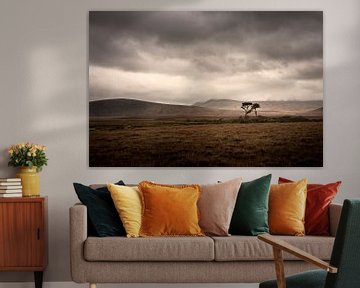 Un arbre isolé dans la lande d'Irlande