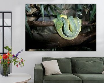 Serpent vert sur Emma Wilms