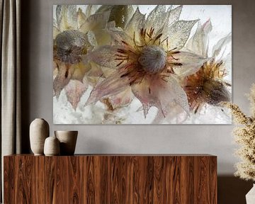 Protea-bloemen in ijs van Marc Heiligenstein