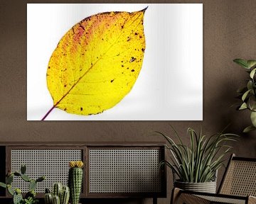 Colourful autumn leaves on a white background by Carola Schellekens