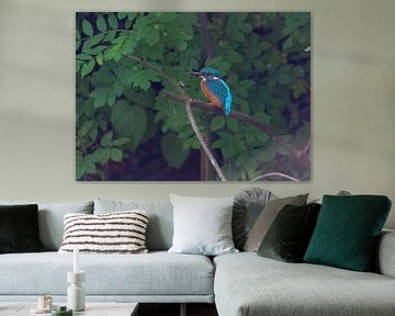 The Kingfishers by Merijn Loch