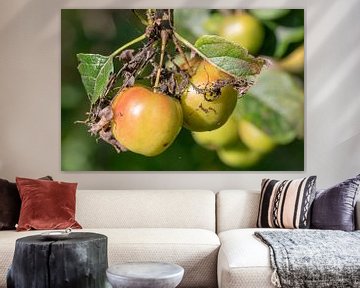 Appels in boom  met verdord blad van Paul Veen